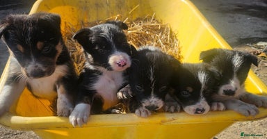 Border Collie dogs - Advert 14