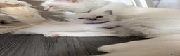Ragdoll cats for sale: Ragdoll Kittens - Advert 11