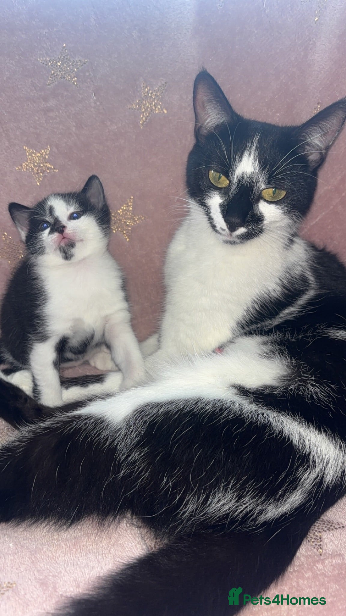 Mixed Breed cats Russian blue x kittens  - Advert 1