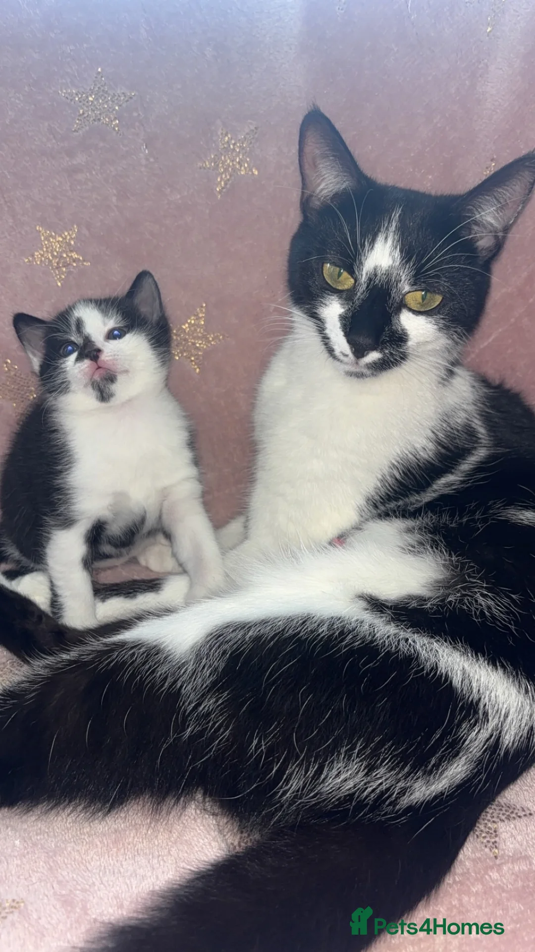 Mixed Breed cats for sale: Russian blue x kittens  in Glasgow - Advert 1