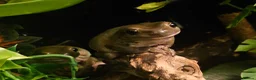 Frog reptiles for sale: Whites tree frogs x 3 and full set up - Advert 2