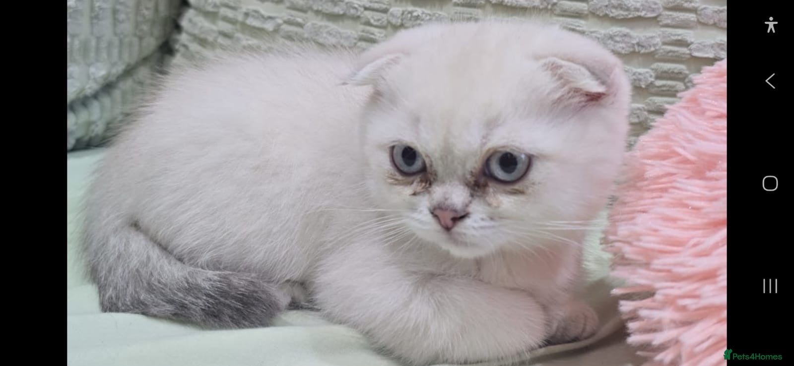 Scottish Fold cats for sale: READY SCOTTISH FOLD KITTENS (URGENT) - Advert 13