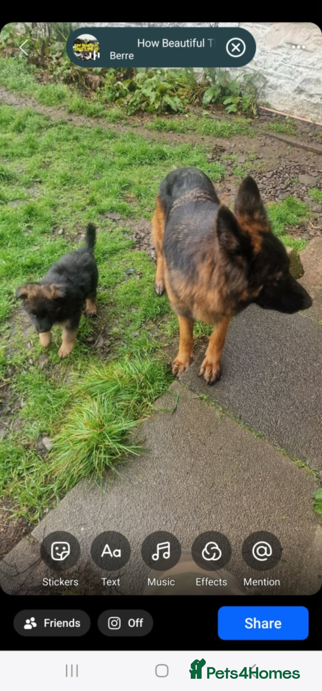 German Shepherd dogs German Shepherd pups  - Advert 1