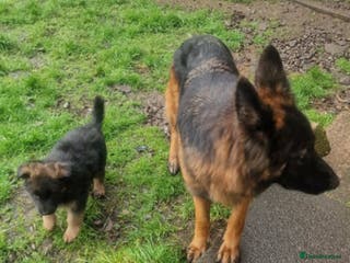 German Shepherd dogs German Shepherd pups - Advert 5