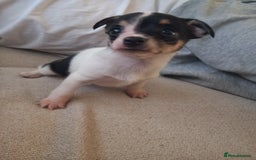 Jack Russell dogs for sale: 2 beautiful Jack Russell puppys - Image 9