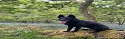 German Shepherd dogs for sale: 🐾 Working line German Shepherd puppies 🐾  - Advert 3