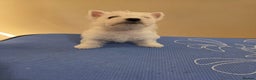 West Highland Terrier dogs for sale: Strong full of life and joy girls KC registered  - Advert 9