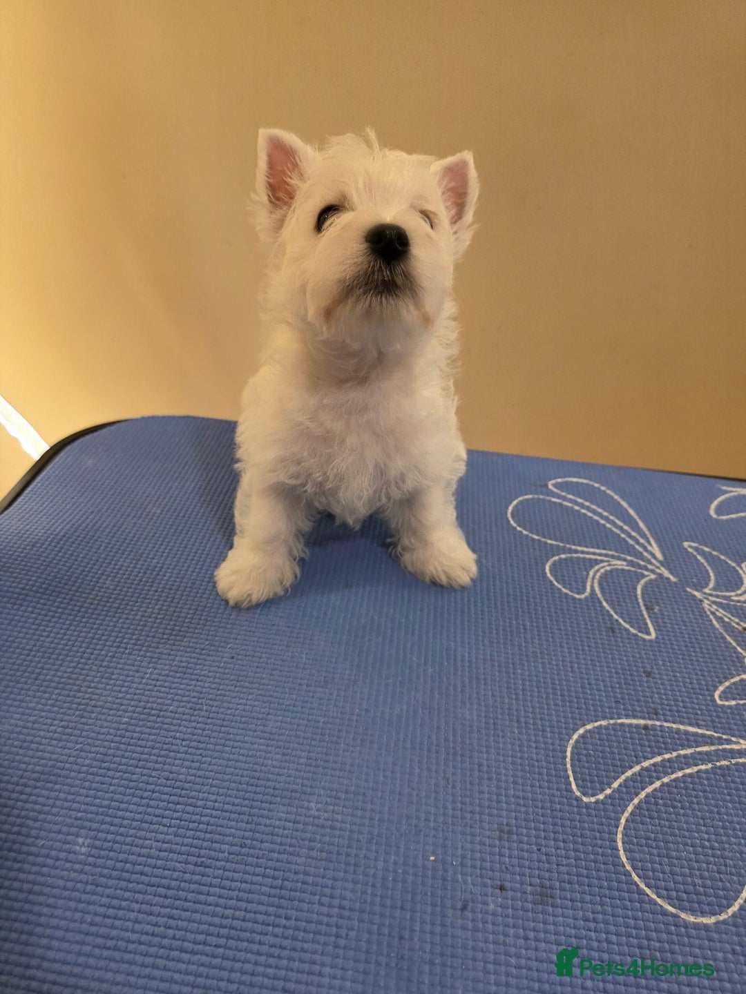 West Highland Terrier dogs for sale: Strong full of life and joy girls KC registered  - Advert 9