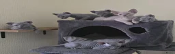 Sphynx cats for sale: SPHYNX ELF & PETERBALD KITTENS - Advert 8