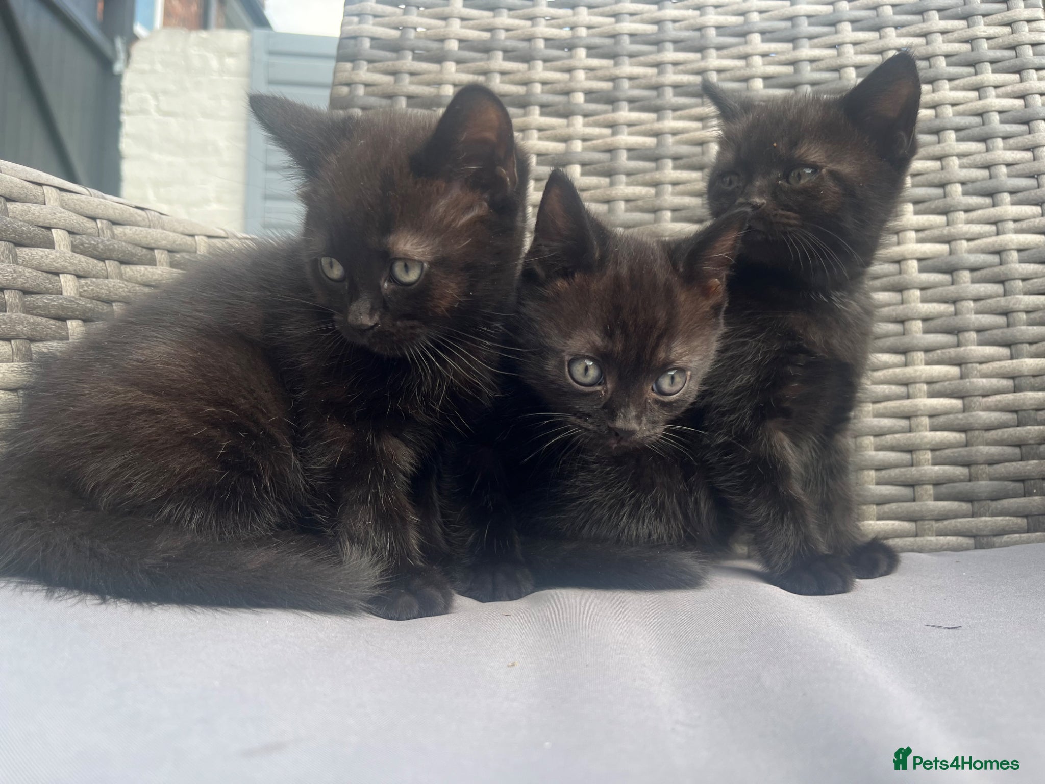 British Shorthair cats for sale: Black and white British shorthairs - Advert 5