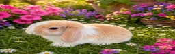 Mixed Breed rabbits for sale: A litter of 4 Holland Lop / Mini Lop Bunny’s  in Bognor Regis - Advert 4
