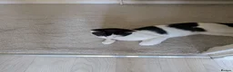 Mixed Breed cats for sale: 2 male cats in Edinburgh - Advert 2
