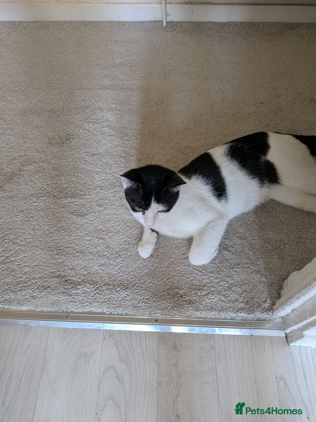 Mixed Breed cats for sale: 2 male cats in Edinburgh - Advert 2