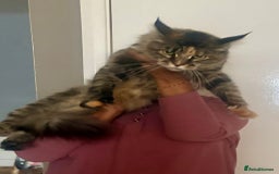 Maine Coon cats for sale: Main coon  - Image 6