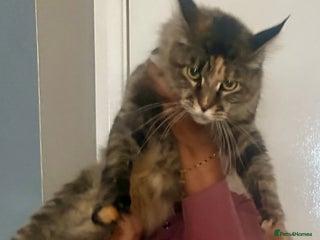 Maine Coon cats Main coon - Advert 11