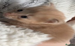 Mixed Breed cats for sale: Beautiful beige and grey kittens - Image 10