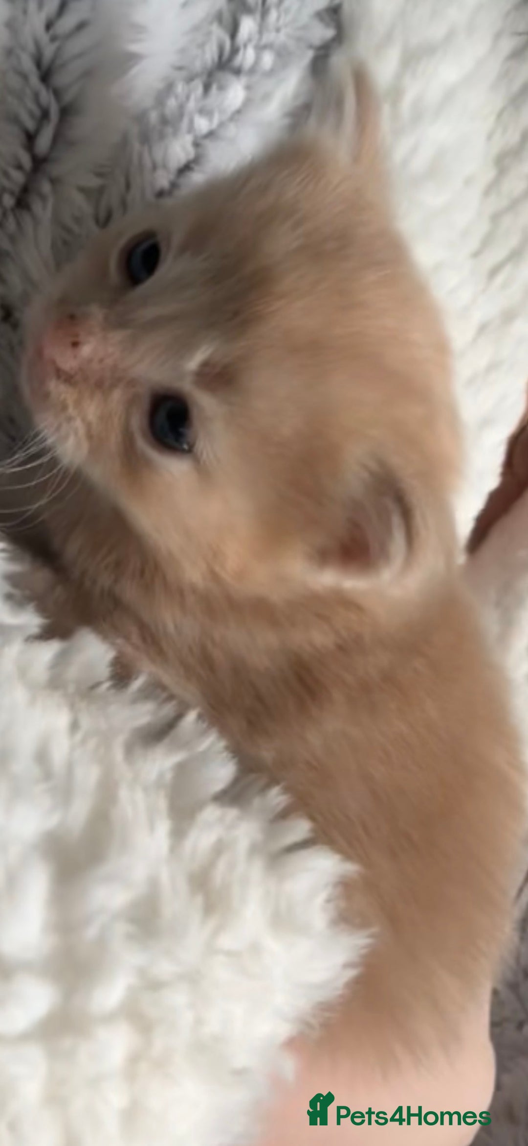 Mixed Breed cats for sale: Beautiful beige and grey kittens - Image 10