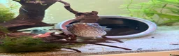 Pufferfish fish for sale: Fresh water Dragon/Humpback puffer for sale - Advert 6