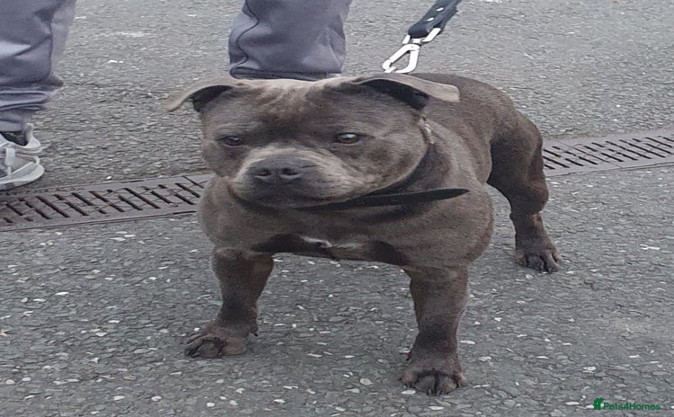 Staffordshire Bull Terrier dogs - Advert 1