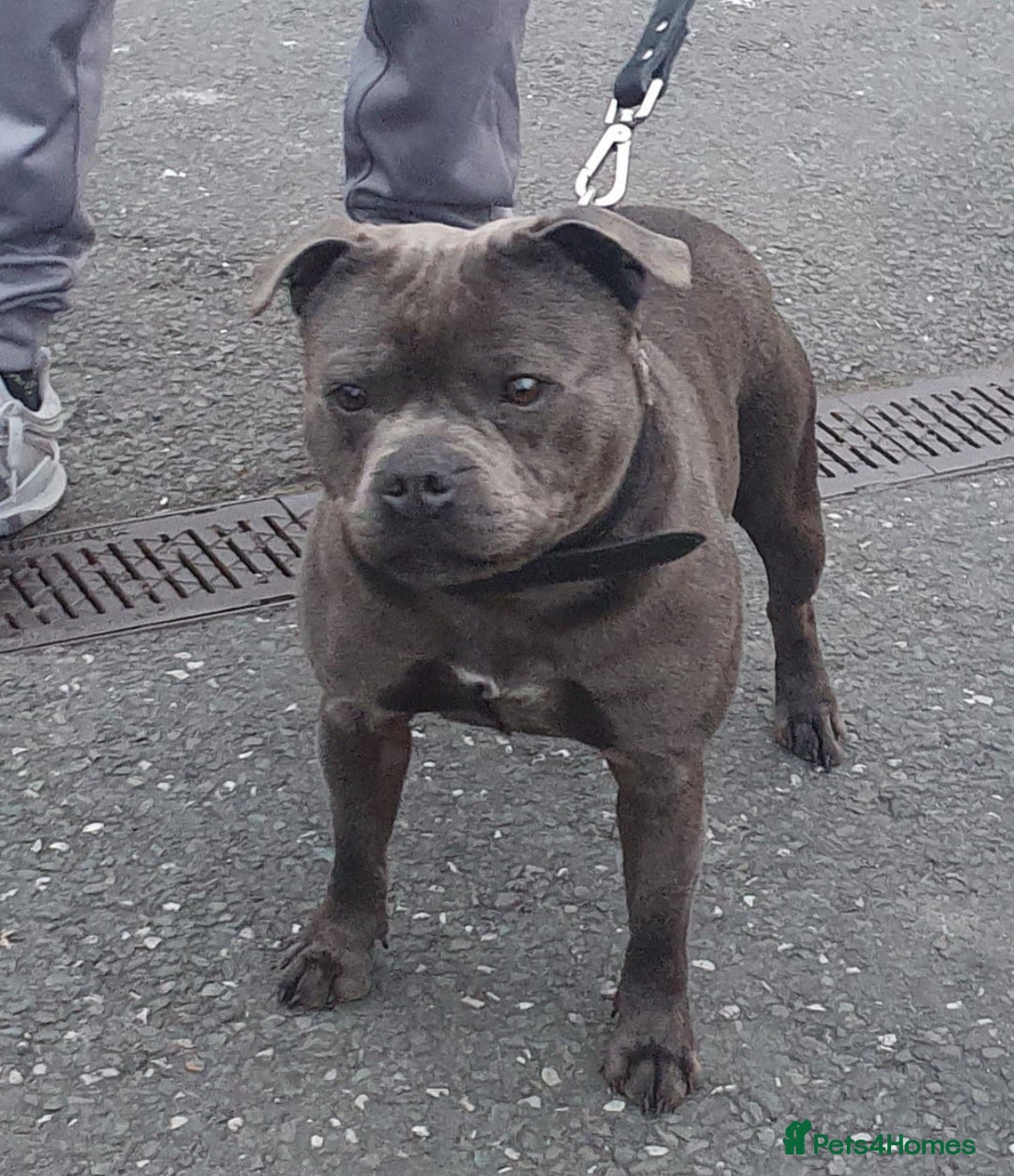 Staffordshire Bull Terrier dogs for sale: A VERY SPECIAL BOY FOR SALE! KC REG - Image 1