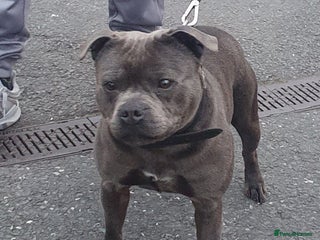 Staffordshire Bull Terrier dogs - Advert 11