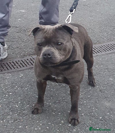 Staffordshire Bull Terrier dogs - Advert 1