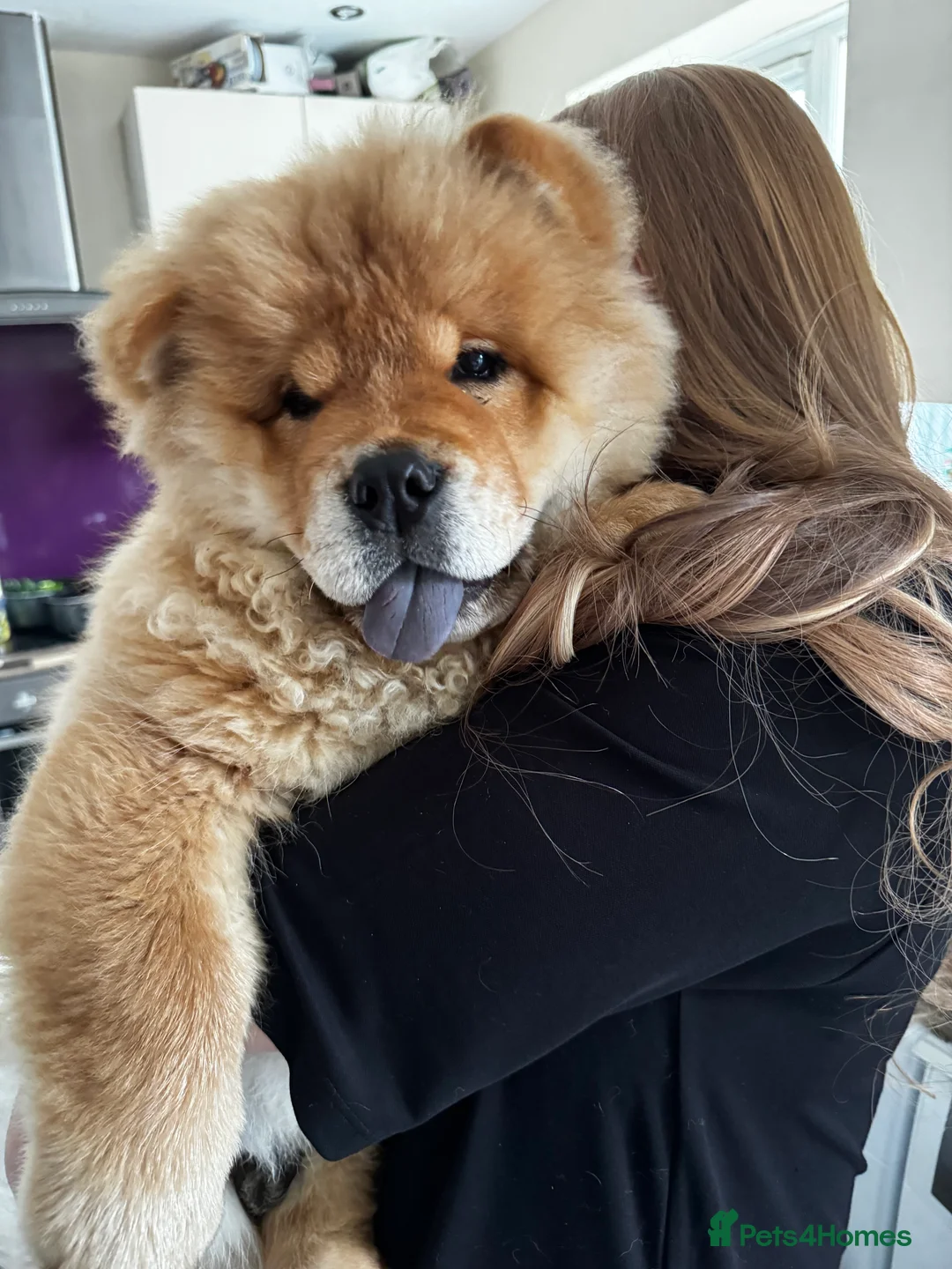 Chow Chow dogs for stud: 2 Gorgeous males for stud  - Advert 11
