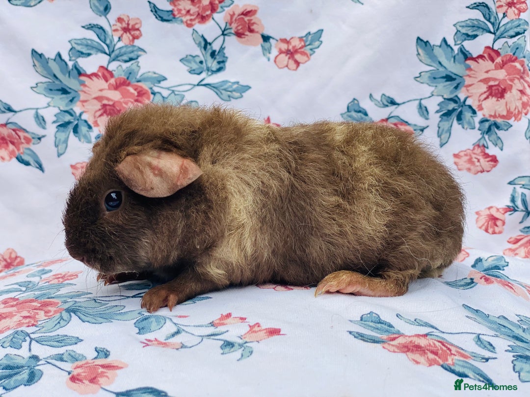 Guinea Pig rodents for sale: Pretty mix of baby boy Guineapigs  in Brighton - Image 6