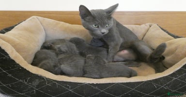 Russian Blue cats - Advert 2