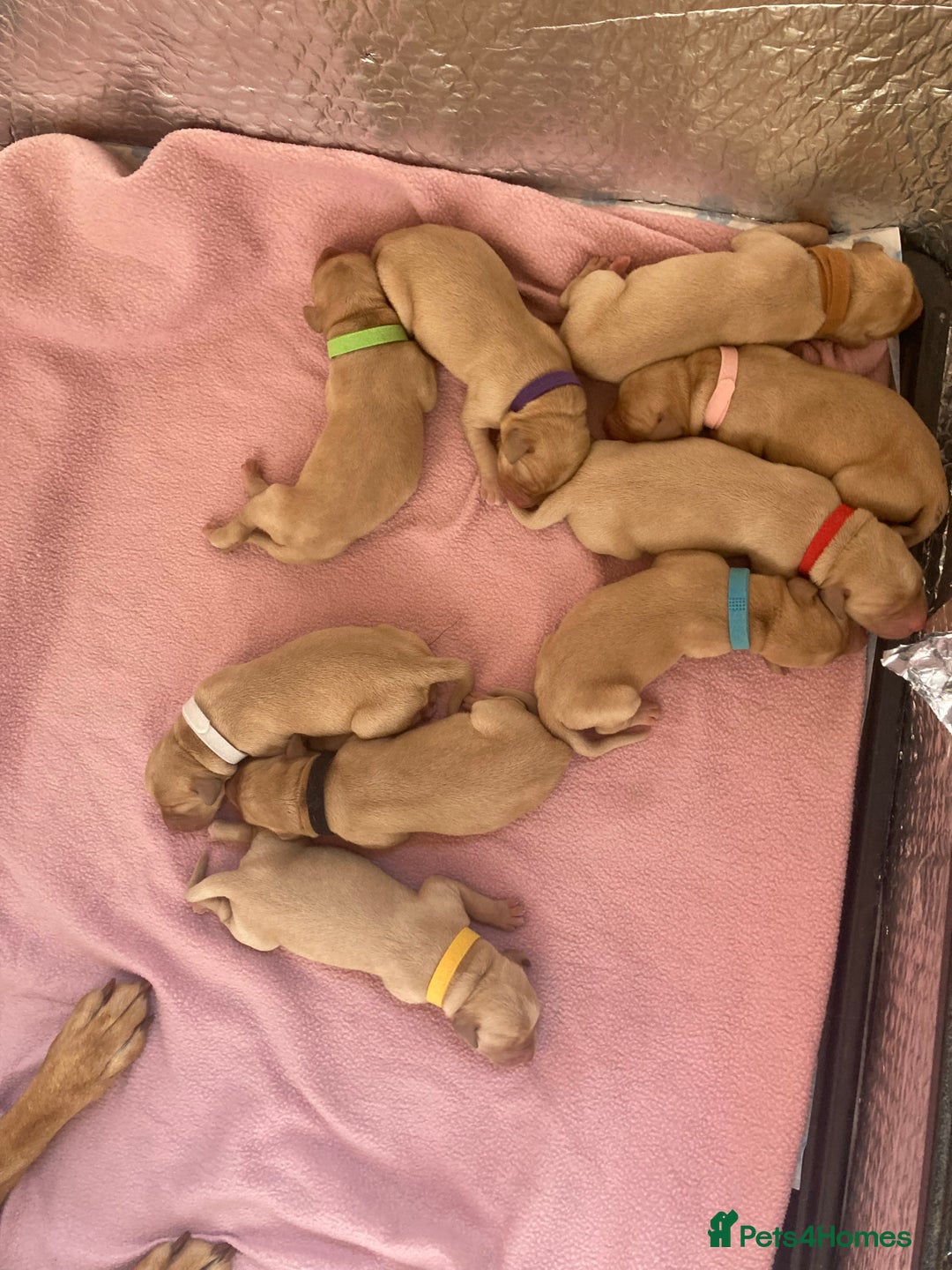 Labrador Retriever dogs for sale: KC registered Fox Red Labrador pup (last girl)🐾 in Saltcoats - Image 17