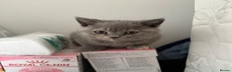 British Shorthair cats for sale: Stunning BSH furry babies all reserved  - Advert 12