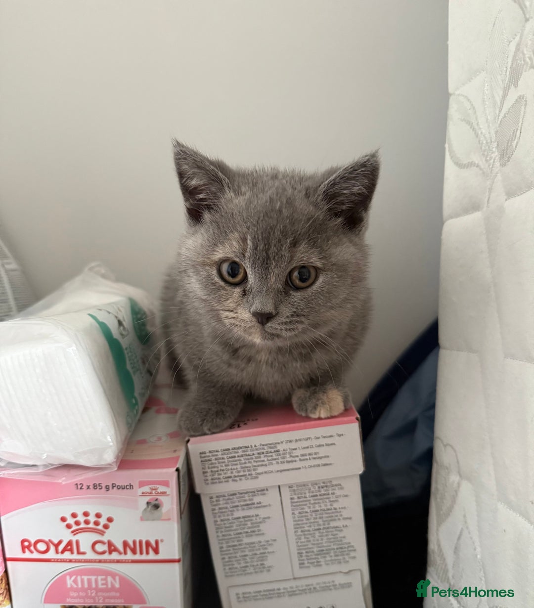 British Shorthair cats for sale: Stunning BSH furry babies all reserved  - Advert 12