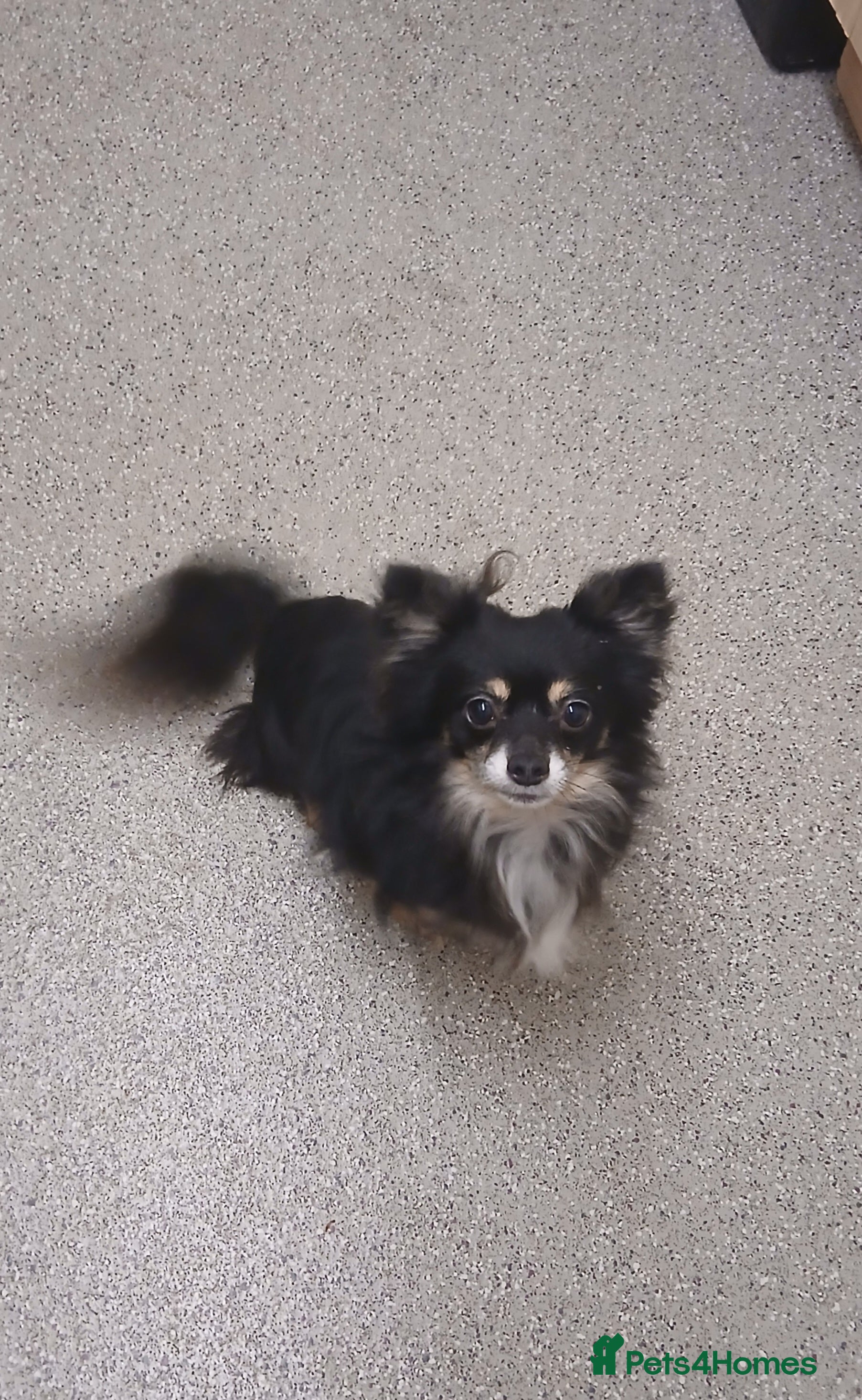 Chihuahua dogs My name is max - Advert 1