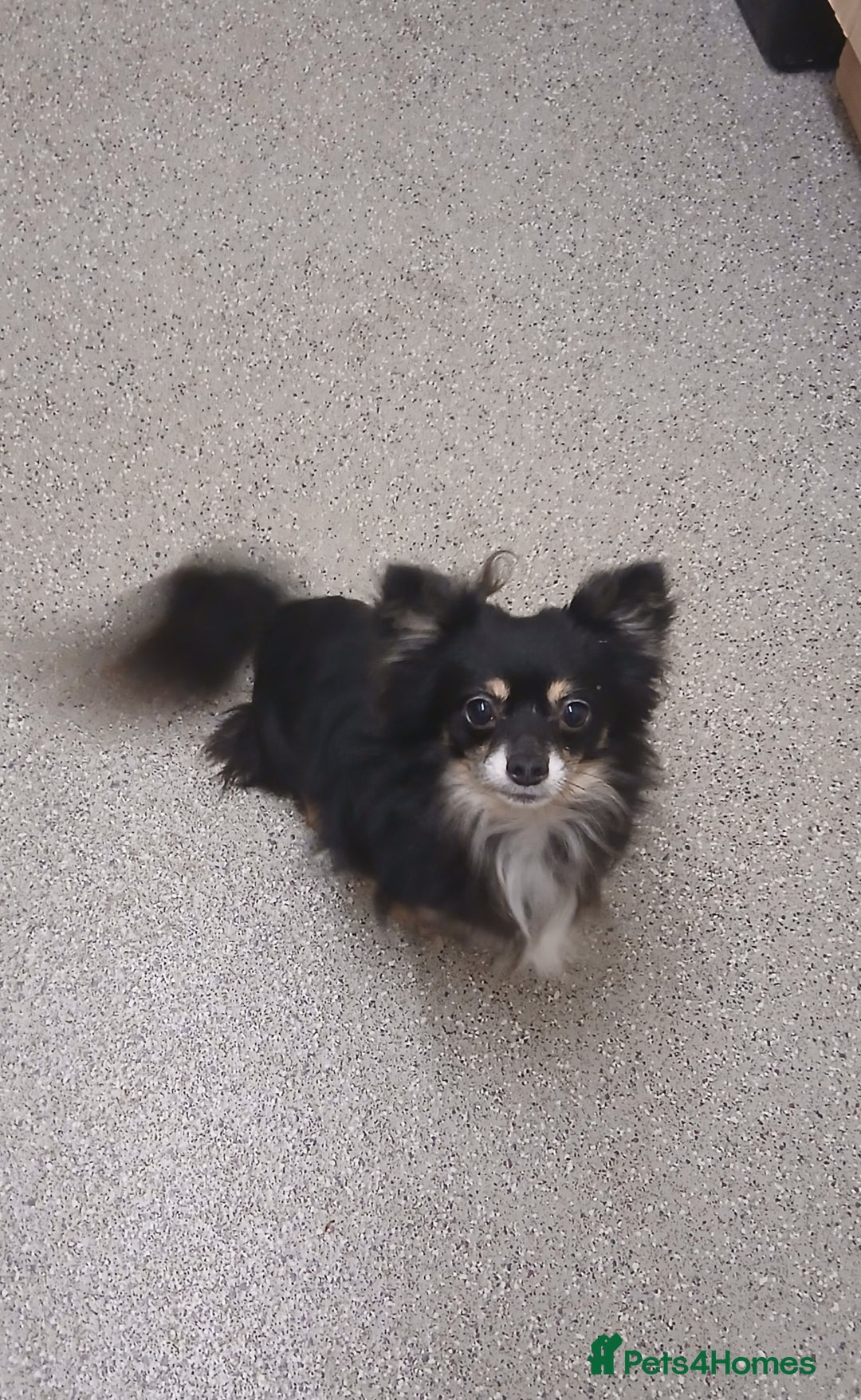 Chihuahua dogs for sale: My name is max - Advert 1