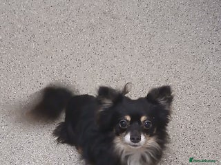 Chihuahua dogs My name is max - Advert 1