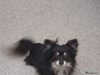 Chihuahua dogs My name is max - Advert 17