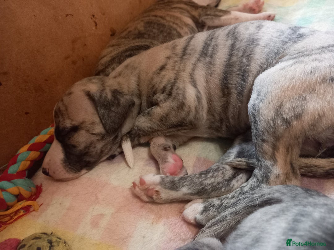 Whippet dogs for sale: Top Class Whippet Puppies bred from Champions - Image 38
