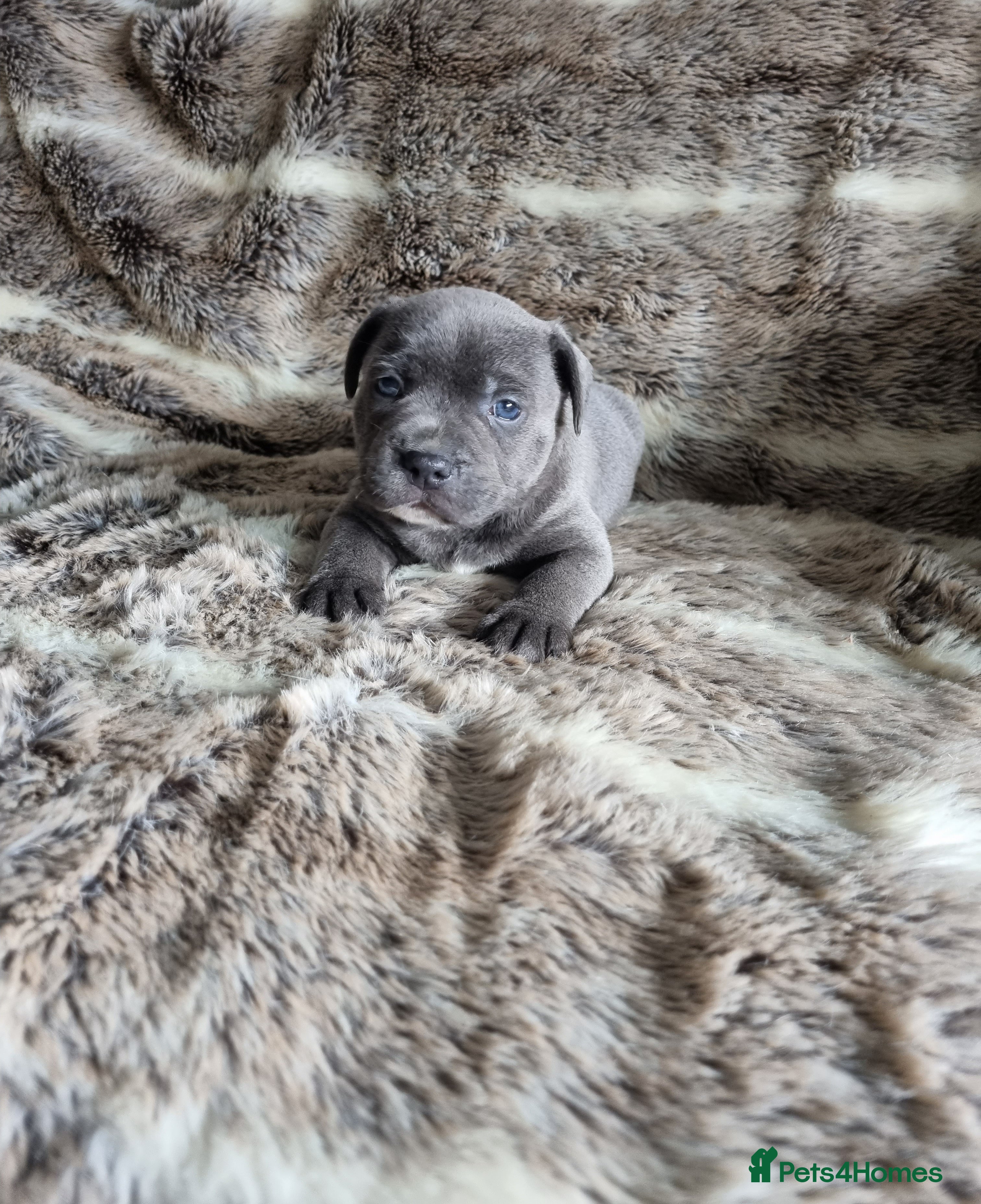 Staffordshire Bull Terrier dogs  KING FURY  X WORLD FAMOUS BLUE BRONSON GRANDDAM  - Advert 3