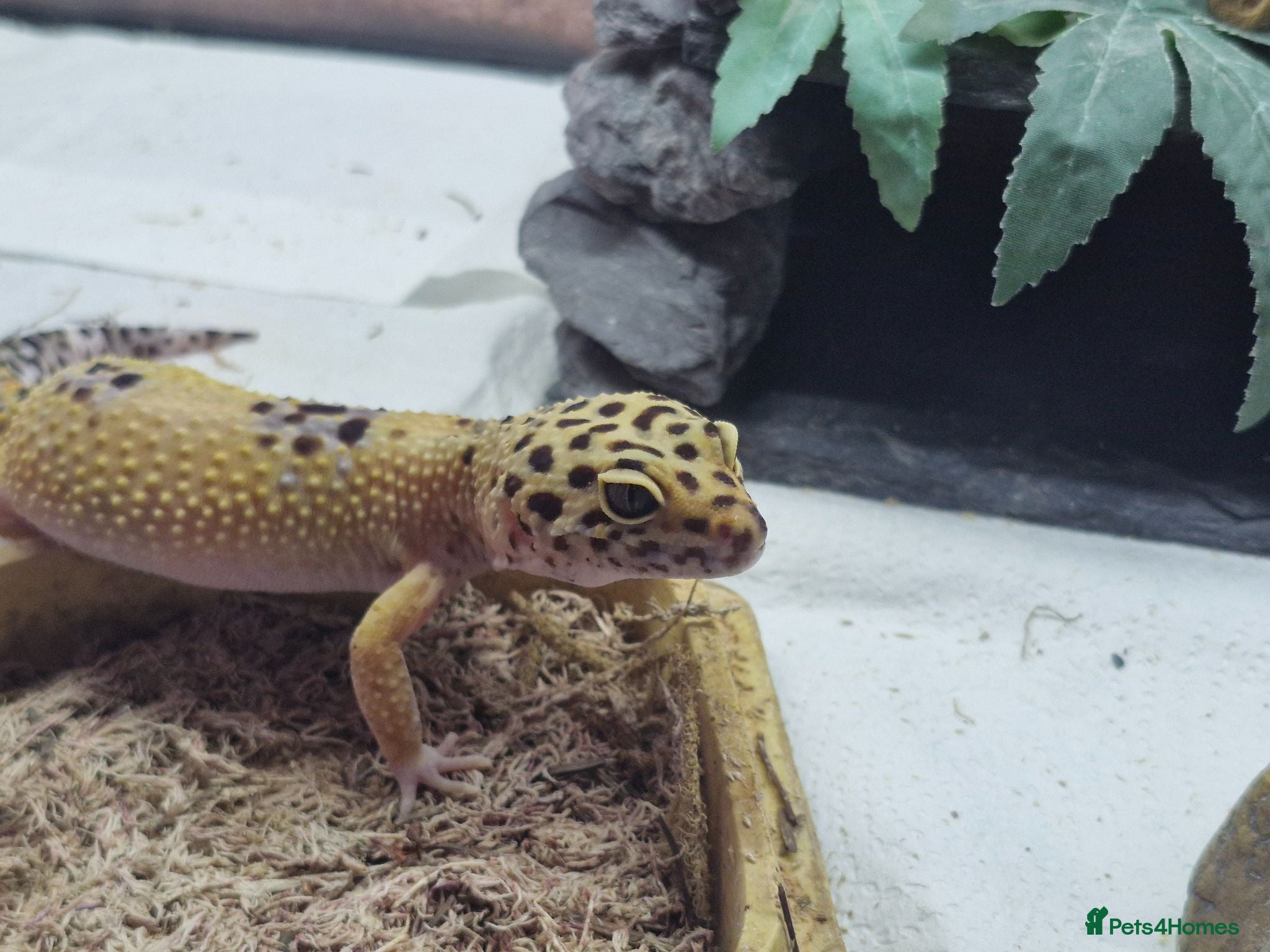 Leopard Gecko reptiles Beautiful leopard gecko ( with full set up) - Advert 1
