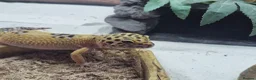 Leopard Gecko reptiles for sale: Beautiful leopard gecko ( with full set up) - Advert 1