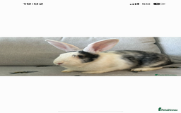 Continental Giant rabbits for sale: Pure breed continental giant female with6 bunnies  - Image 1