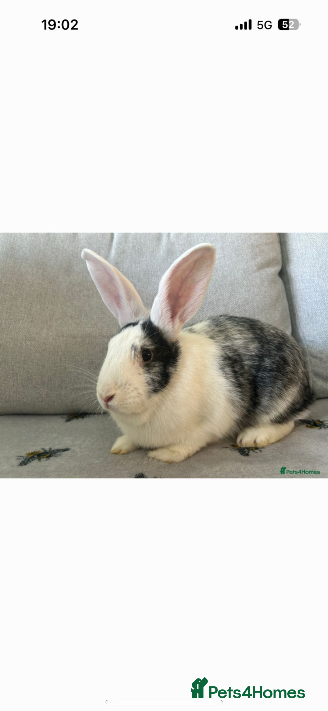 Continental Giant rabbits for sale: Pure breed continental giant female with6 bunnies  - Image 1