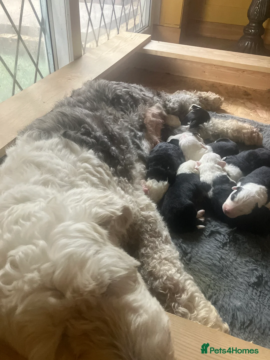 Old English Sheepdog dogs for sale: Kc Registered Old English Sheepdogs  - Advert 2