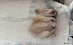 Chihuahua dogs for sale: Exquisite KC Registered Apple Chihuahua Puppies 💖 - Image 27