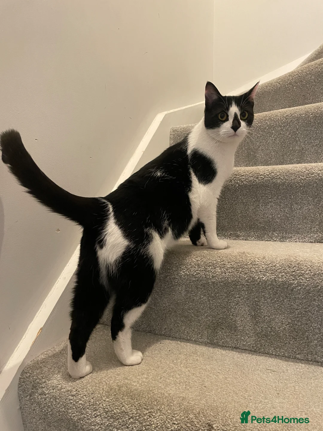 Mixed Breed cats for sale: Beautiful Calm Black & White Male Cat 1.5 year old in Havant - Advert 2