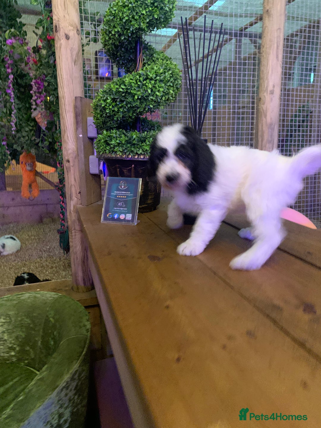 Sheepadoodle dogs for sale: Standard Sheepadoodle READY NOW - Advert 15