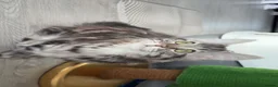 British Shorthair cats for sale: Russian blue X Silver tabby BSH kitten for sale - Advert 5