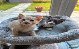 Siamese cats for sale: Siamese Cross Kittens - Image 8