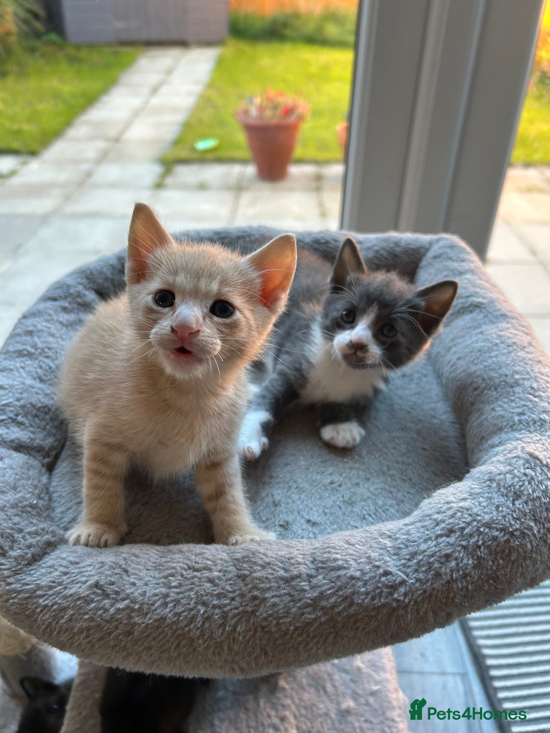 Siamese cats for sale: Siamese Cross Kittens - Image 8