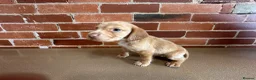 Cockerdor dogs for sale: Cockerdor puppies - Advert 25